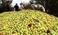 گلایه های ناتمام باغداران سیب استان از  بی توجهی مسئولان