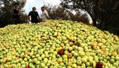گلایه های ناتمام باغداران سیب استان از  بی توجهی مسئولان