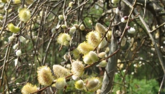 شکوفه‌های بیدمشک نخستین پیک بهار  در آذربایجان غربی