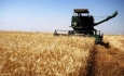 پیش‌بینی افزایش ۲۵ درصدی تولید گندم در سال ۹۵