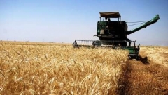 پیش‌بینی افزایش ۲۵ درصدی تولید گندم در سال ۹۵