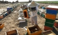 نبود شرکت‌های بسته‌بندی و بازاریابی از مشکلات  زنبورداری در استان