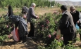 برداشت گل محمدی در آذربایجان غربی آغاز شد