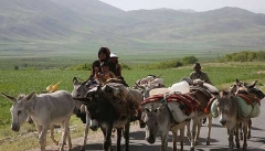 آغاز کوچ ییلاقی عشایر آذربایجان غربی به ارتفاعات و مراتع بهاره