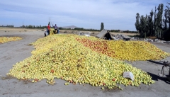 اختصاص ۵ هزار میلیارد ریال به بخش  کشاورزی آذربایجان غربی