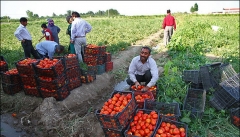 شناسایی ۳۳۰ طرح کشاورزی راکد و نیمه راکد در استان