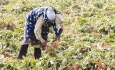 شرمندگی جهاد کشاورزی عایدی برای چغندرکاران  آذربایجان غربی ندارد