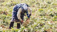 شرمندگی جهاد کشاورزی عایدی برای چغندرکاران  آذربایجان غربی ندارد