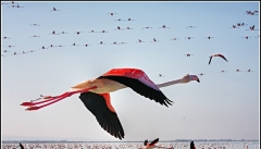 مهاجرت ۱۷۶گونه پرنده جهت زمستان گذرانی به  تالاب‌های آذربایجان غربی