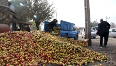 مرگ تدریجی باغات سیب و انگور در کنار دریاچه پریشانِ ارومیه