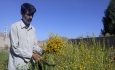 وداع طبیعت آذربایجان با گیاهان دارویی در پی برداشت غیر اصولی