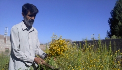 وداع طبیعت آذربایجان با گیاهان دارویی در پی برداشت غیر اصولی