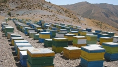 عسل آذربایجان غربی با برند ترکیه عرضه جهانی می‌شود