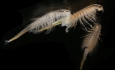 تنها موجود زنده دریاچه ارومیه در خطر انقراض قراردارد