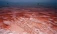 بحران دریاچه ارومیه زیست گوزن زرد را با مشکل مواجه کرده است