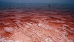 بحران دریاچه ارومیه زیست گوزن زرد را با مشکل مواجه کرده است