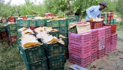 سیب آذربایجان غربی به دلیل سموم کشاورزی بالا برگشت داده می شود