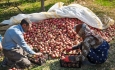 خرید ۴ محصول کشاورزان آذربایجان غربی به‌صورت تضمینی انجام می‌شود
