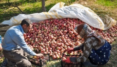 خرید ۴ محصول کشاورزان آذربایجان غربی به‌صورت تضمینی انجام می‌شود