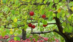 کل سیب صنعتی آذربایجان غربی جذب صنایع تبدیلی می شود