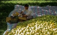 ۳۳هزار تن سیب صنعتی از کشاورزان آذربایجان غربی خریداری شد