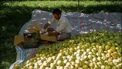 ۳۳هزار تن سیب صنعتی از کشاورزان آذربایجان غربی خریداری شد