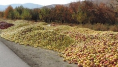 بیش از ۹۳ درصد سیب درختی کشور از باغداران آذربایجان غربی خریداری شد