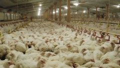 اظهارات ضد و نقیض مسئولان آذربایجان غربی در مورد آنفولانزای پرندگان