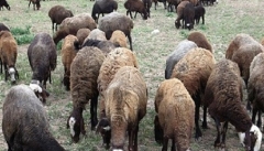 صادرات بیش از ۲۱ هزار تن انواع دام زنده و فرآورده ها ی دامی از آذربایجان غربی