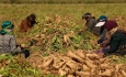 سختگیری و تبعیض باعث تشدید نارضایتی کشاورزان آذربایجانی شده است