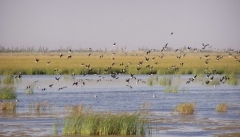 آذربایجان¬غربی دارای مهمترین تالاب های زمستان گذارانی  پرندگان مهاجر
