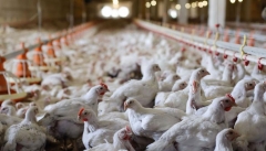شیوع آنفولانزای پرندگان در آذربایجان غربی تکذیب می‌شود