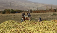 وزیر جهاد کشاورزی پاسخگوی وضعیت بحرانی بازار سیب باشد