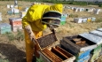 صادرات ۱۷۵هزارتن عسل از آذربایجان غربی طی سالجاری