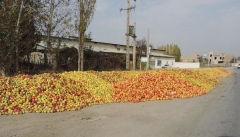 بسته شدن مرزها سیب را روی دست کشاورزان  آذربایجانی گذاشت