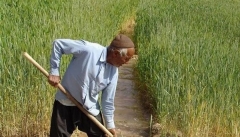 دولت در پرداخت مطالبات کشاورزان تخلف می کند