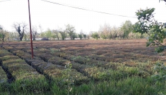 دولت برای خسارات گسترده کشاورزان آذربایجان غربی تصمیماتی اتخاذ نماید