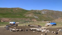 تضرر بیش از ۵۰۰ میلیاردی عشایر آذربایجان غربی از خشکسالی