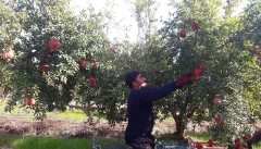 نمایندگان برای حمایت از کشاورزان آذربایجانی  فکر اساسی  بکنند