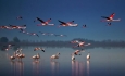 آشیانه سازی بیش از ۳۰ هزار فلامینگو در دریاچه ارومیه