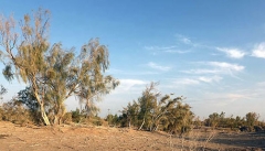 طرح بیابان زدایی در حاشیه دریاچه ارومیه اجرا می شود