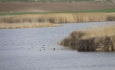 کانی برازان نخستین تالاب پرنده نگری کشور در معرض آلودگی