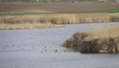 کانی برازان نخستین تالاب پرنده نگری کشور در معرض آلودگی