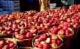 ۱۶ درصد از کل صادرات آذربایجان غربی به سیب اختصاص دارد