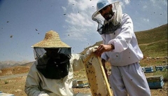 آذربایجان غربی قطب اول تولید عسل