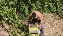 کشاورزان آذربایجانی امیدی به حمایت دولت ندارند