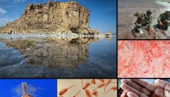 جدال تنها موجود زنده دریاچه ارومیه با مرگ