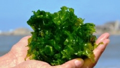 جلبک «دونالیلا» در دریاچه ارومیه کاهش یافت