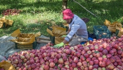 مشکلات ارزی گریبان باغداران آذربایجانی را گرفته است