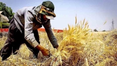 کشت و زرع  در آذربایجان غربی همچنان به روش سنتی